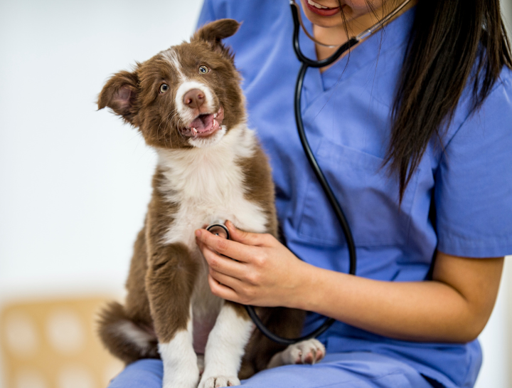 veterinarians Ellicott City